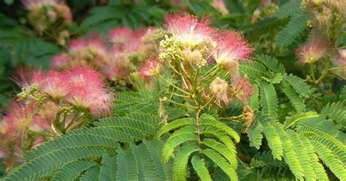 What Month Do Mimosa Trees Bloom?