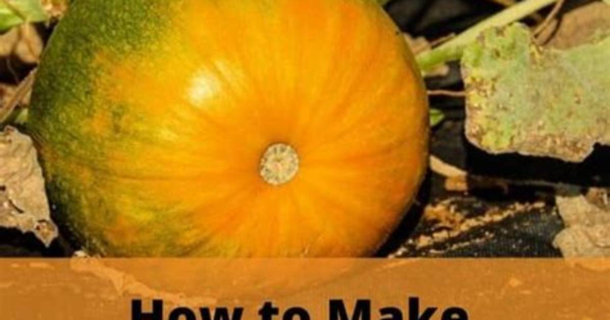 What Month Do Pumpkins Turn Orange