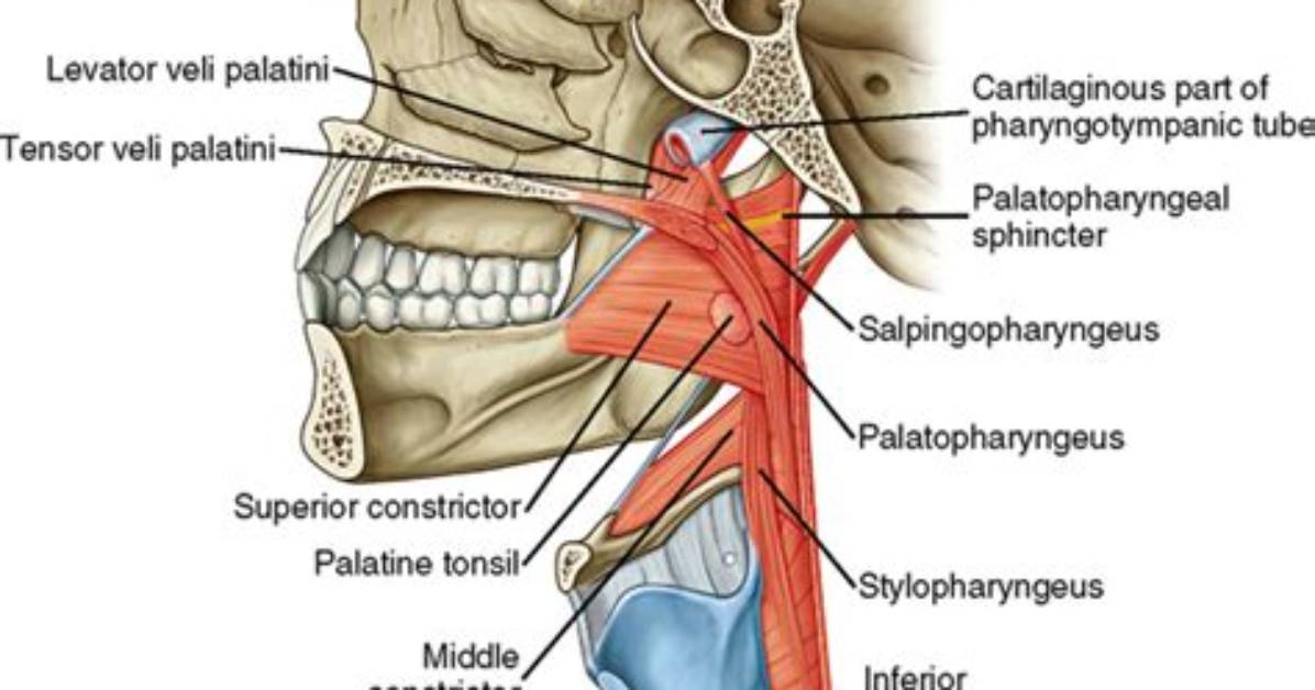 What Muscle Elevates the Soft Palate When Swallowing