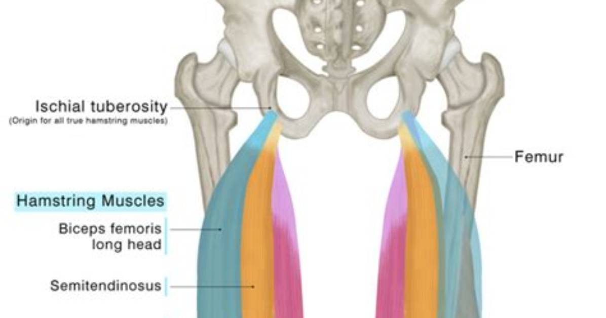 What Muscle Make up the Hamstring