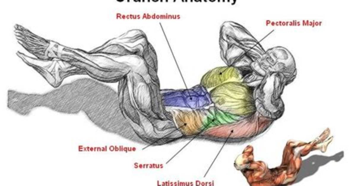 What Muscles Do Crunches Work?