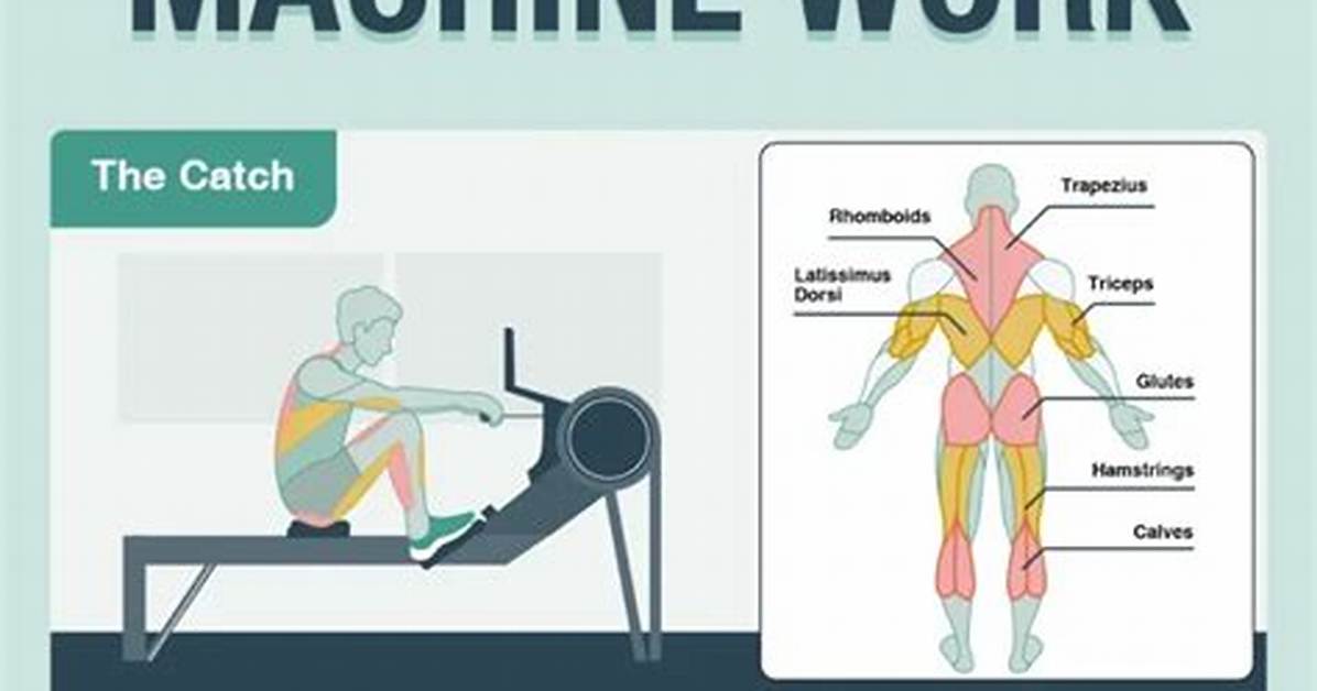 What Muscles Does a Rower Work?