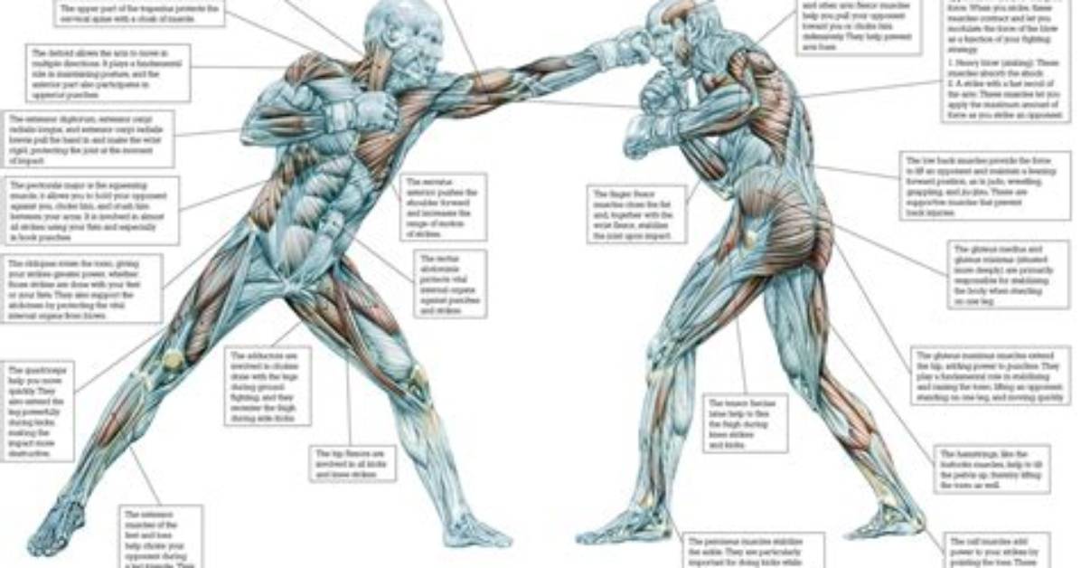 What Muscles Does Boxing Work the Most?