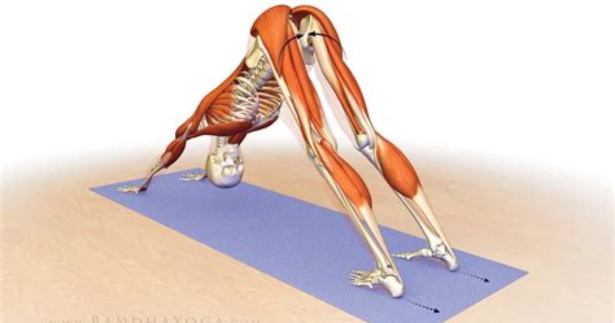 What Muscles Does Downward Dog Work