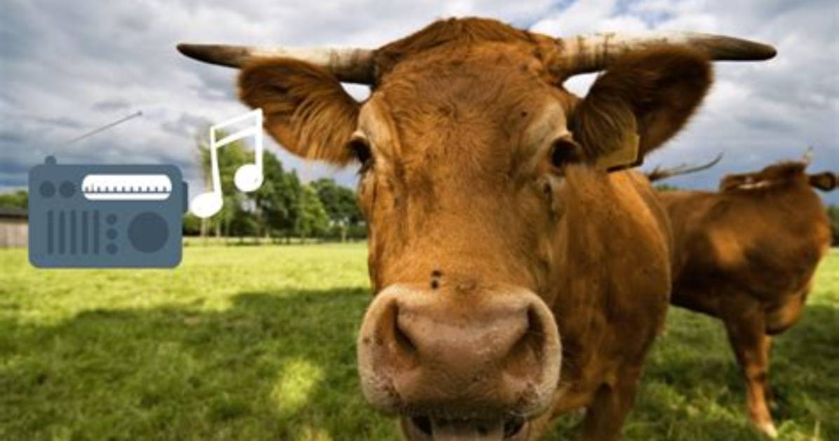 What Music Do Cows Like Best?