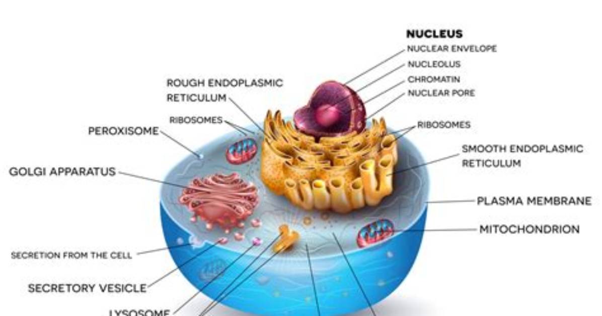 What Must a Cell Do First to Divide Successfully?