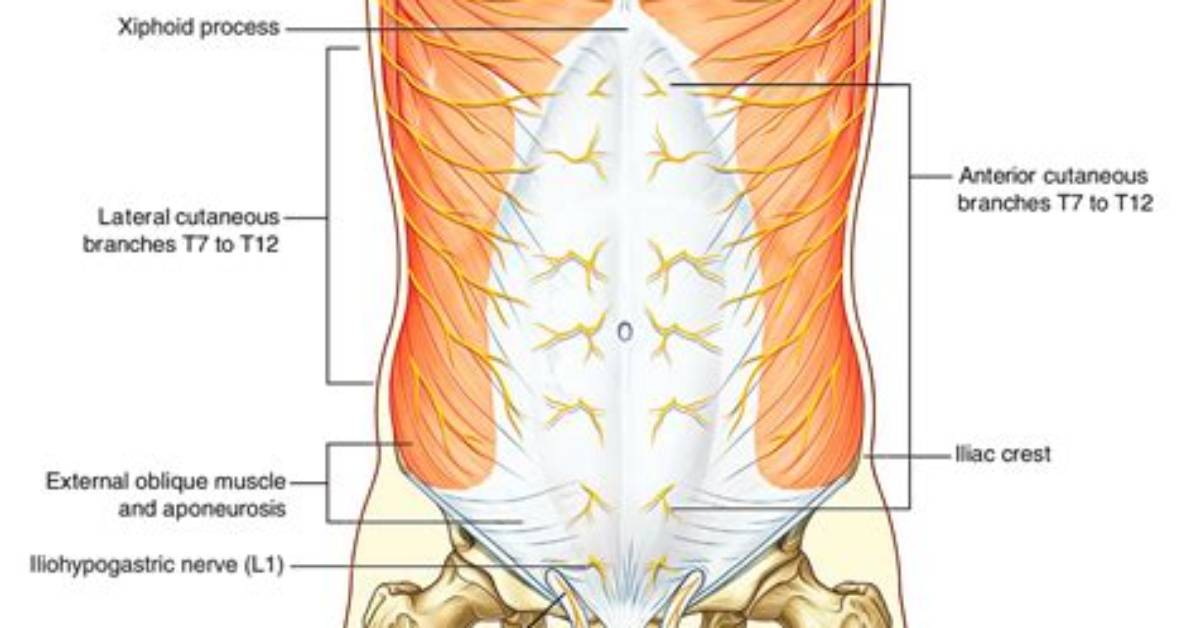 What Nerve Innervates Abdominal Wall