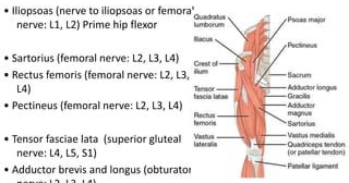 What Nerve Innervates Hip Flexors