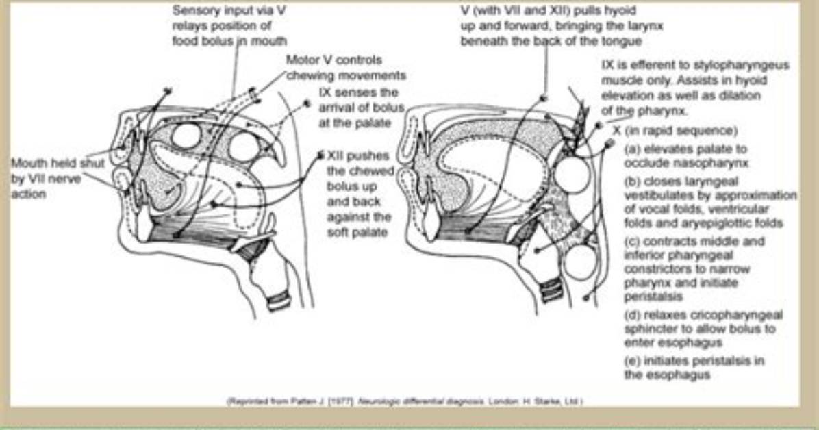 What Nerves Affect Swallowing?