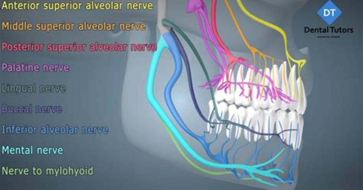 What Nerves Innervate the Teeth