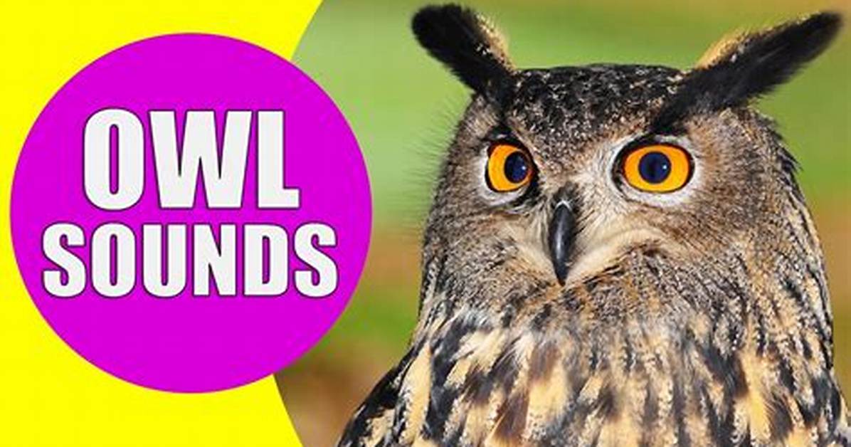 What Noise Do Owls Make