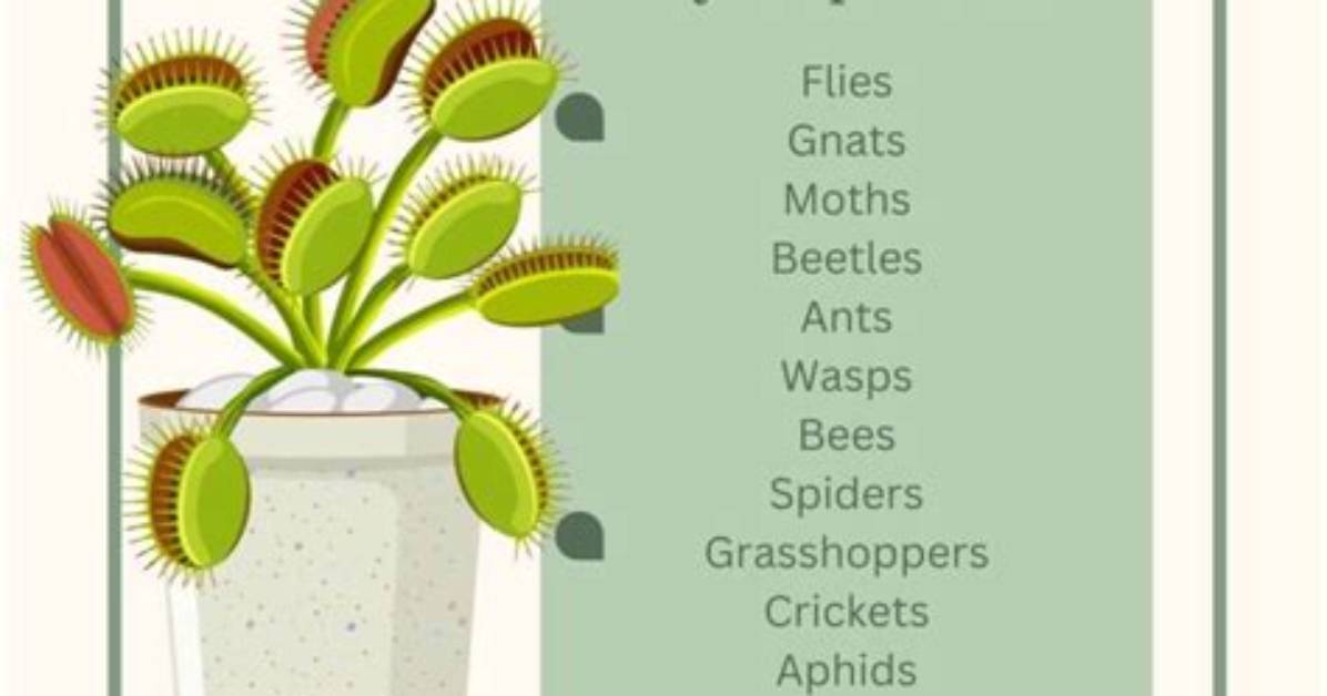 What Nutrients Do Venus Flytraps Get from Insects
