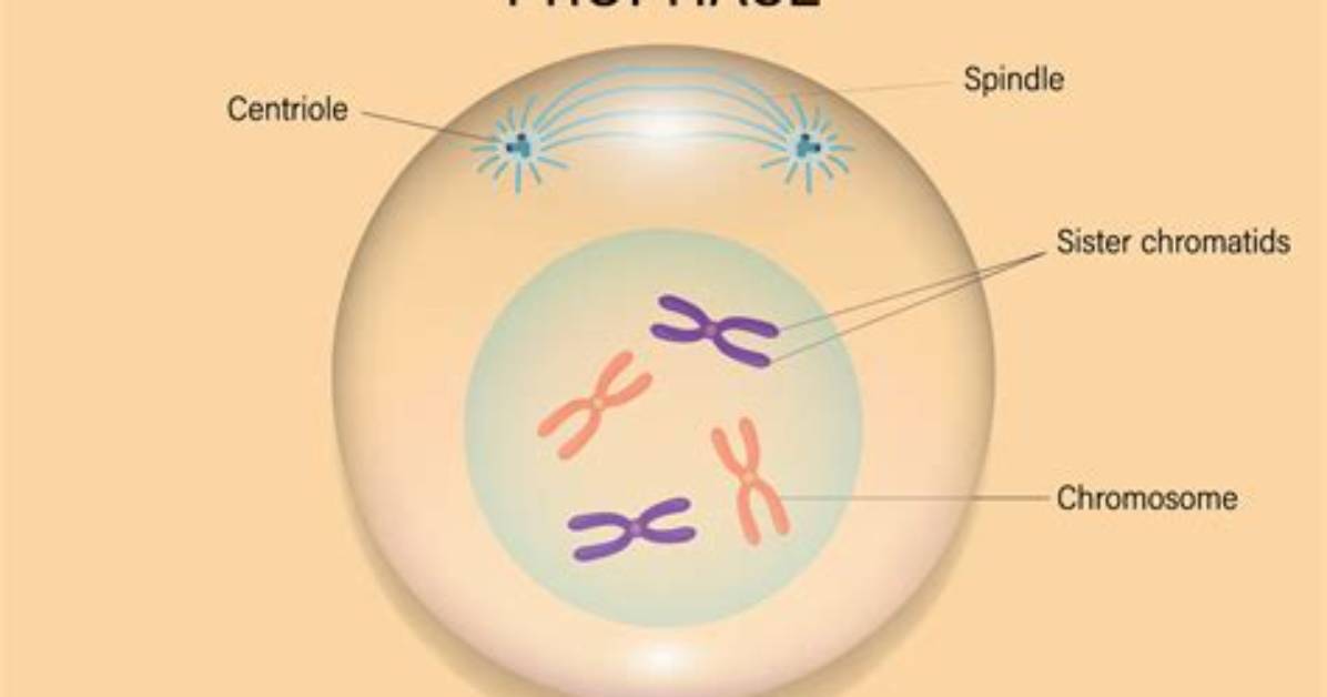 What Occurs During Prophase?