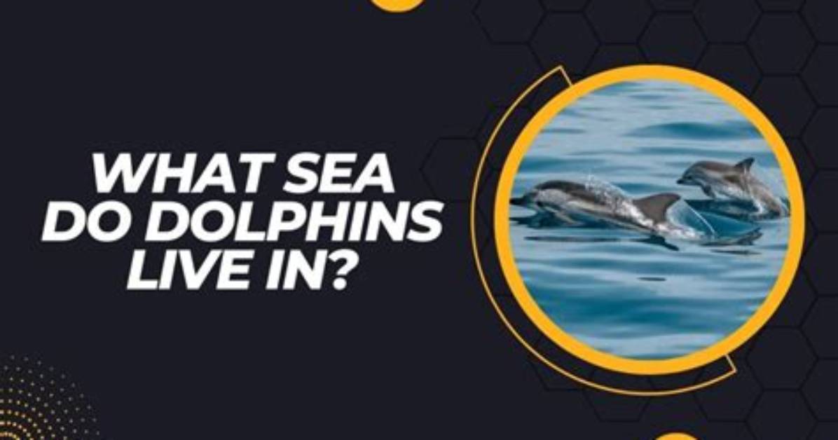 What Oceans Do Dolphins Live in?