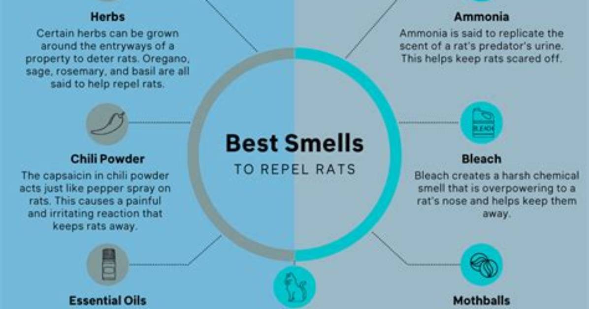 What Odours Deter Rats?