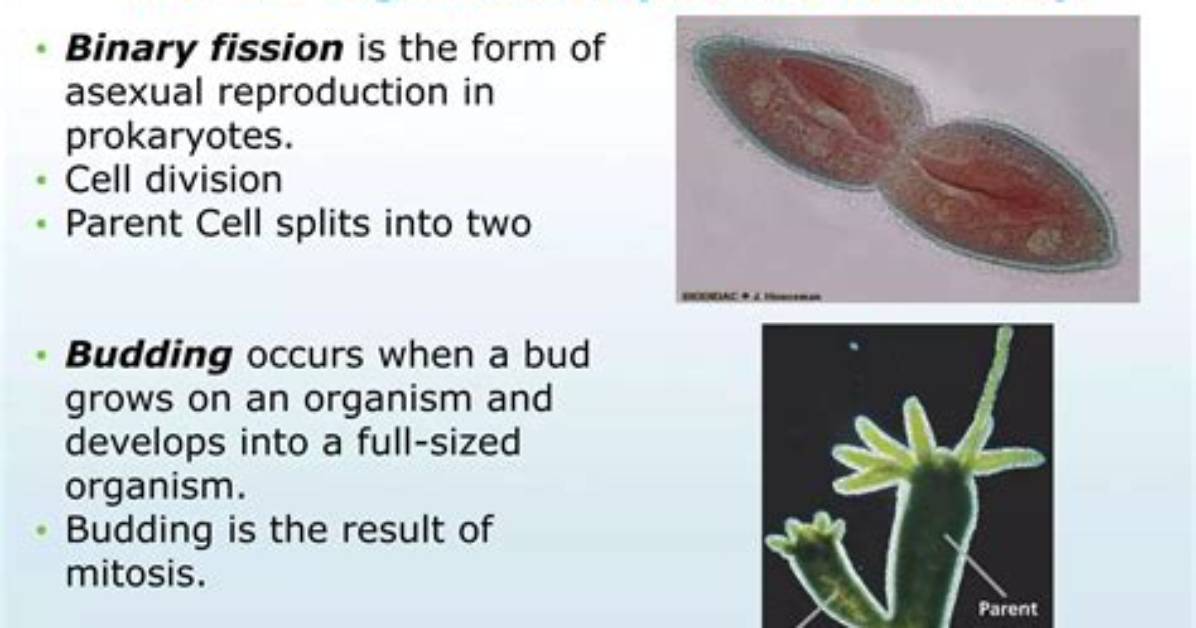 What Organisms Reproduce Asexually - Lisbd-Net. Com