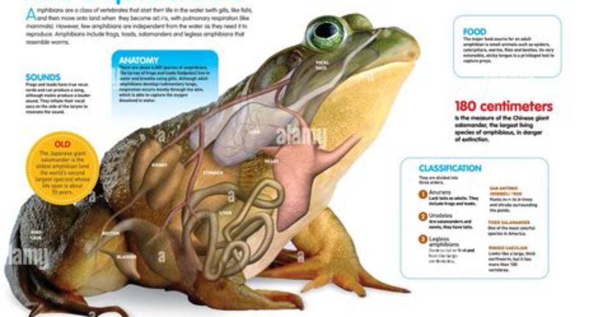 What Organs Do Amphibians