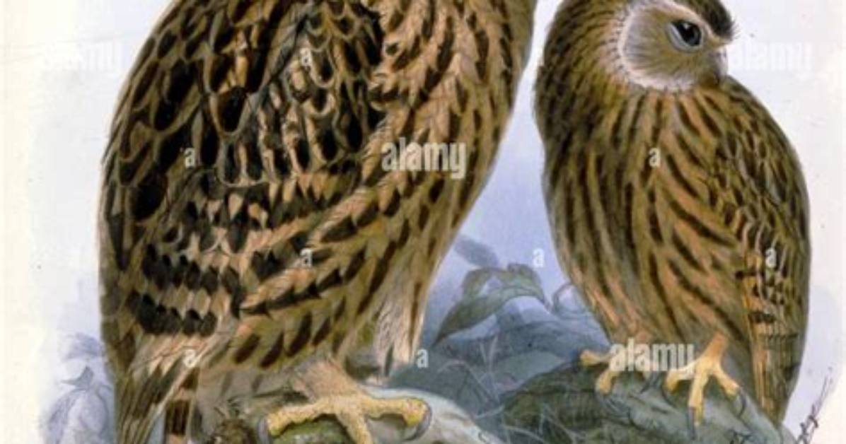 What Owls Are Extinct