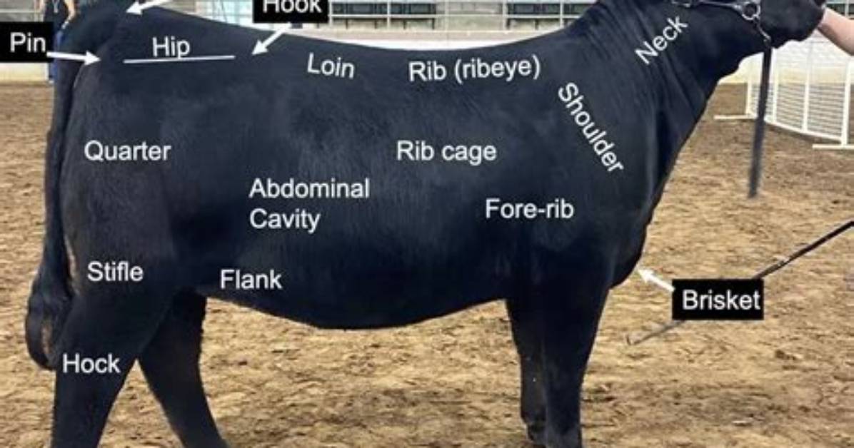 What Part of the Cow Is Ranchera Meat