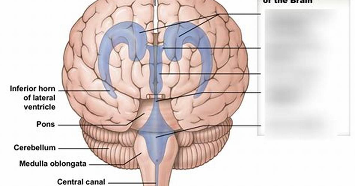 What Passes Through Interventricular Foramen