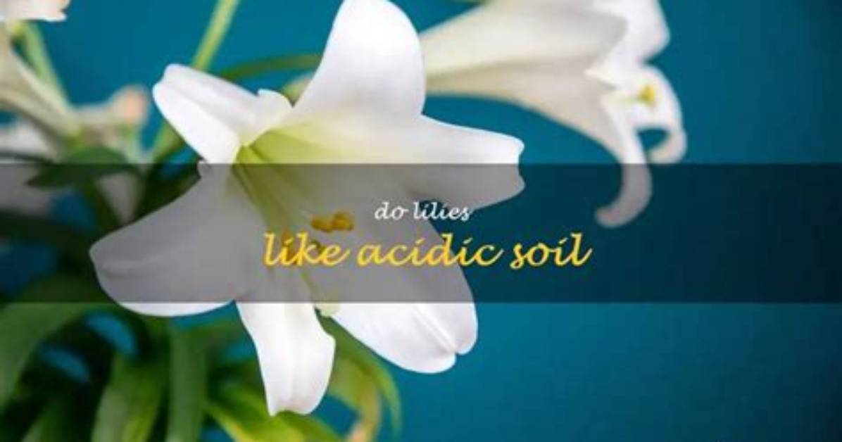 What pH Do Lilies Like