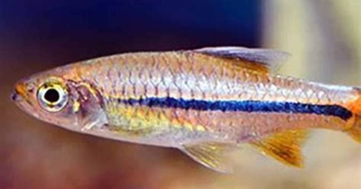 What Ph Do Rasboras Need?