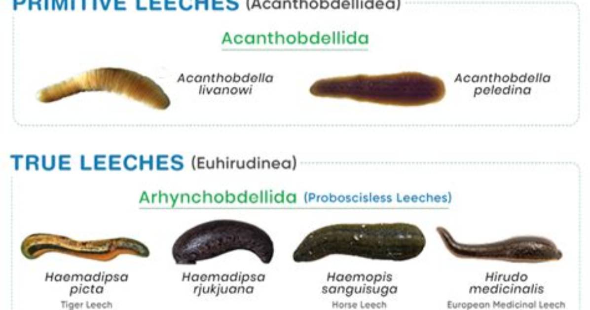 What Phylum Does a Leech Belong in?