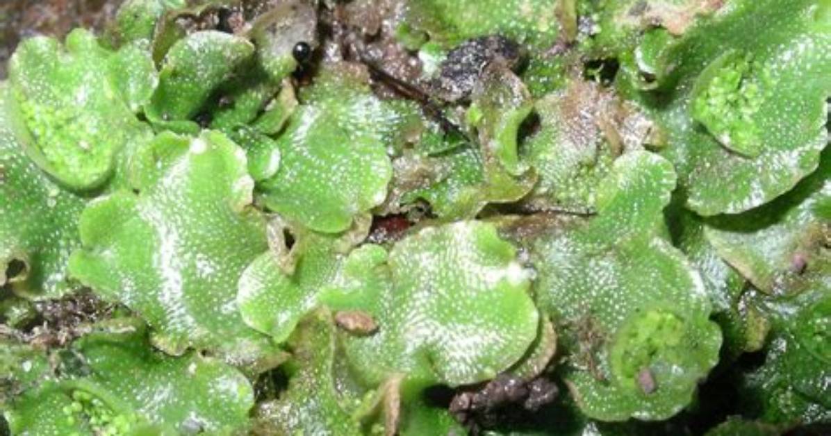 What Phylum Is Liverwort? | Contextresponse. Com