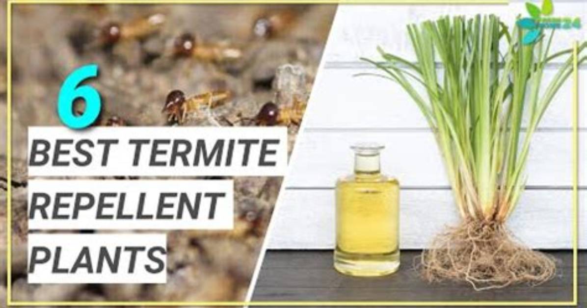 What Plant Do Termites Hate?