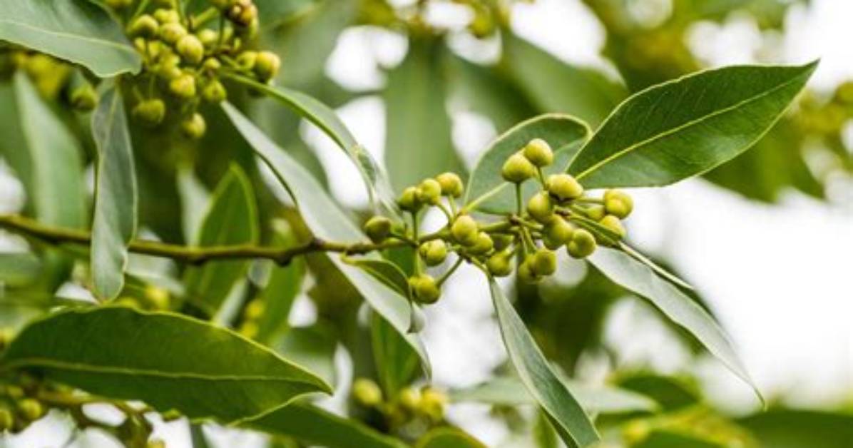 What Plant Does a Bay Leaf Come From
