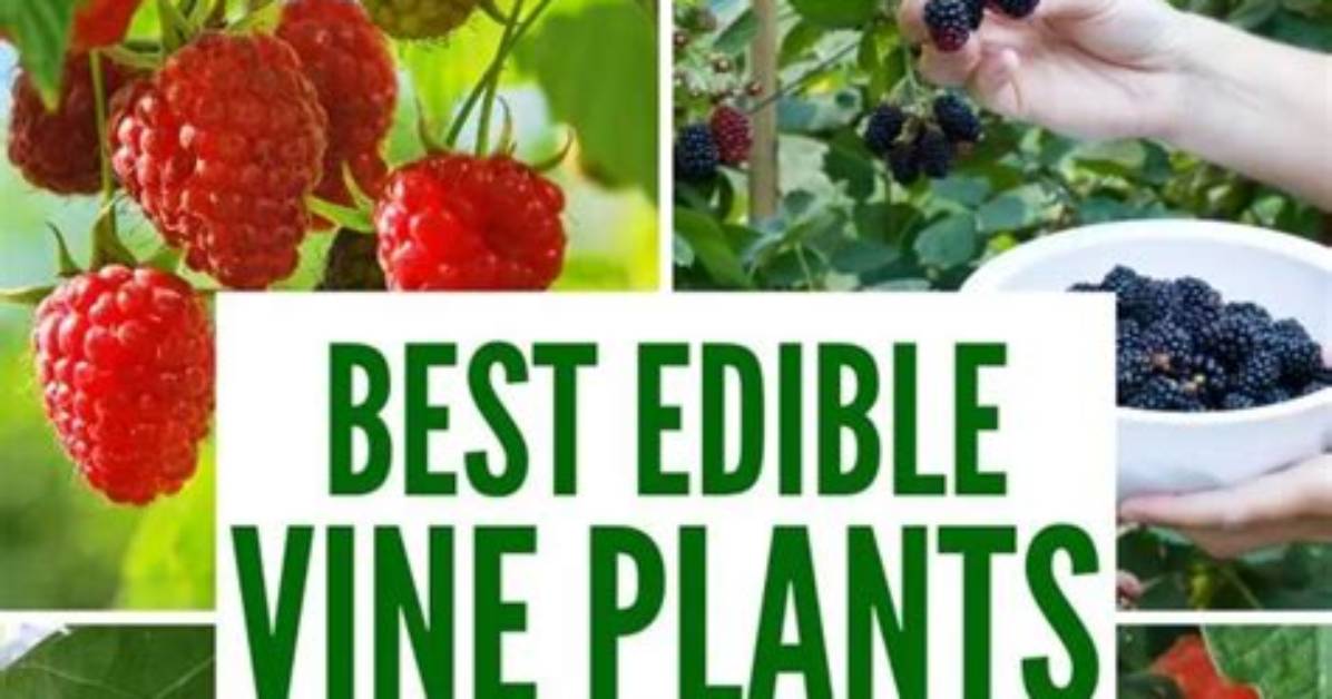 What Plants Can Grow Vertically