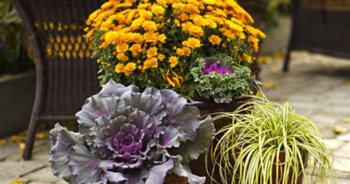 What Plants Go with Mums
