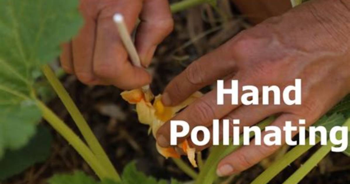 What Plants Pollinate Hands