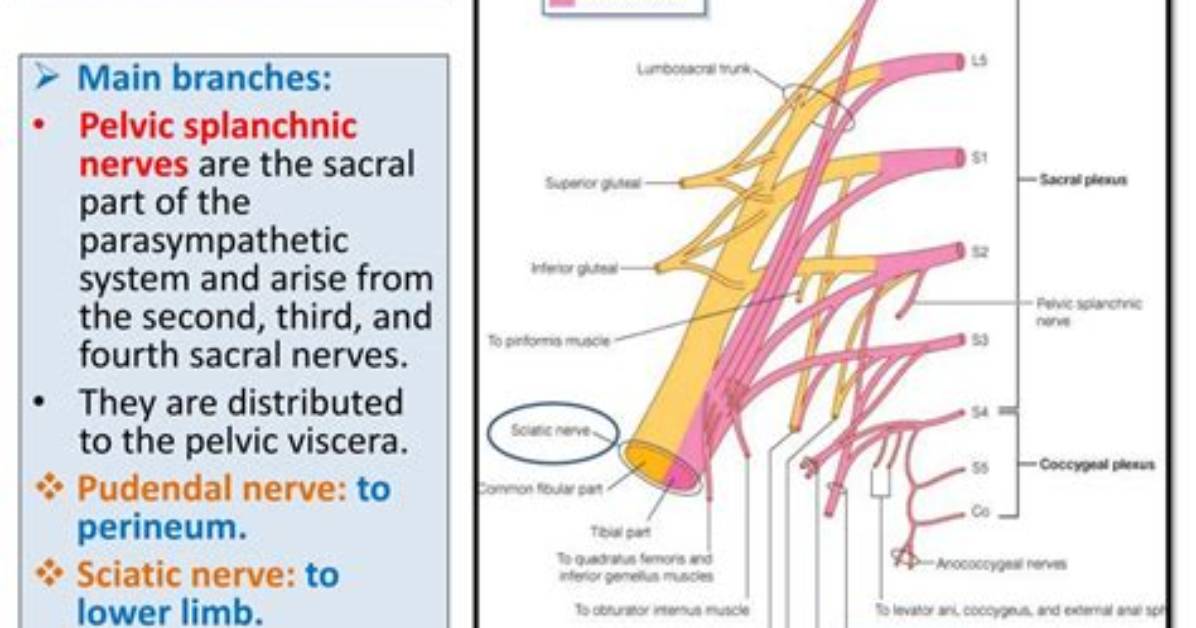 What Plexus Does the Sciatic Nerve Arise from?