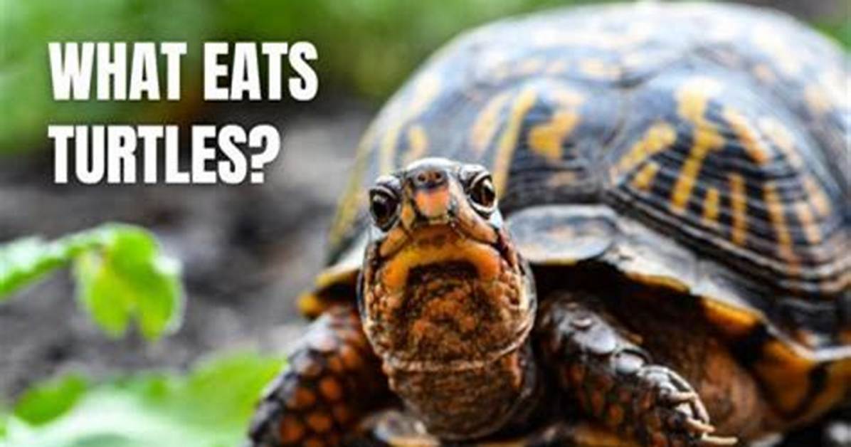 What Predator Eats a Turtle
