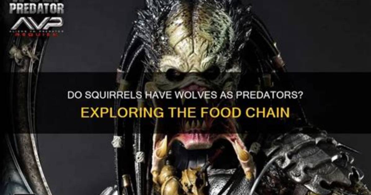 What Predators Do Wolves Have