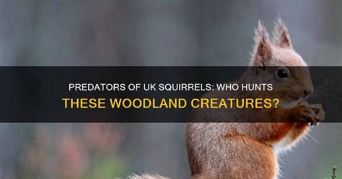What Preys on Squirrels?