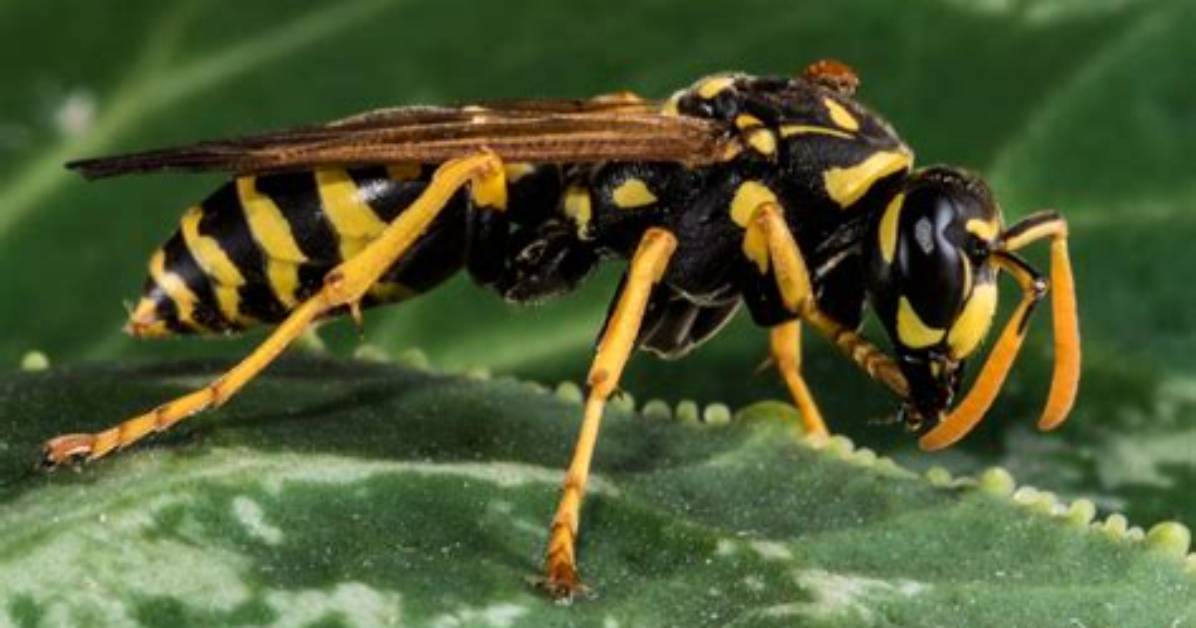 What Preys on Yellow Jackets