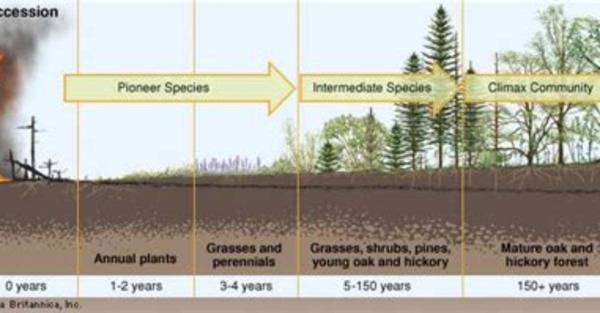 What Process Occurs After a Forest Fire