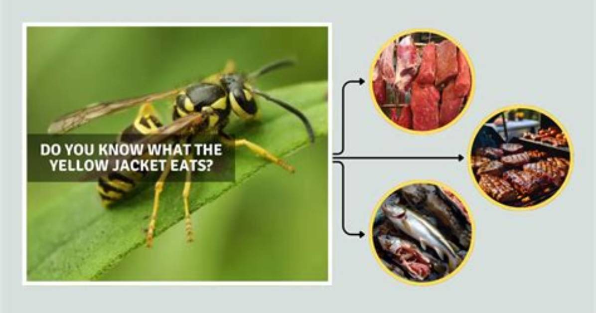 What Purpose Do Yellow Jackets Serve?