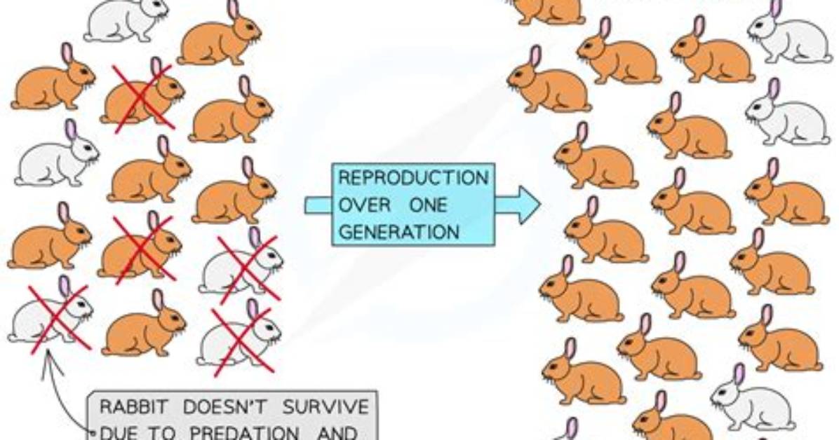 What Rabbit Will Natural Selection Select Against