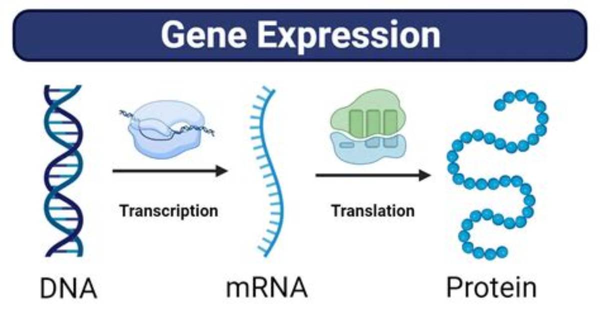 What Regulates Gene Expression?