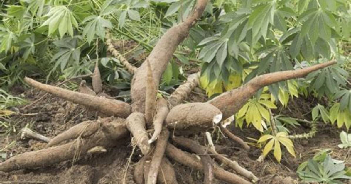 What Roots Are in Tapioca
