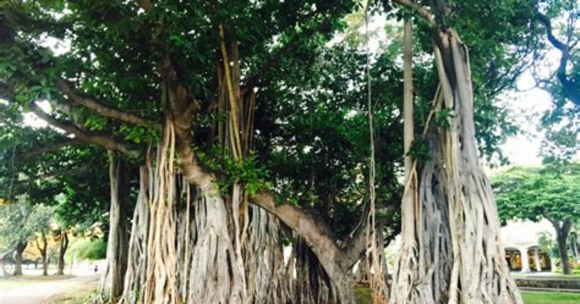 What's a Banyan Tree?