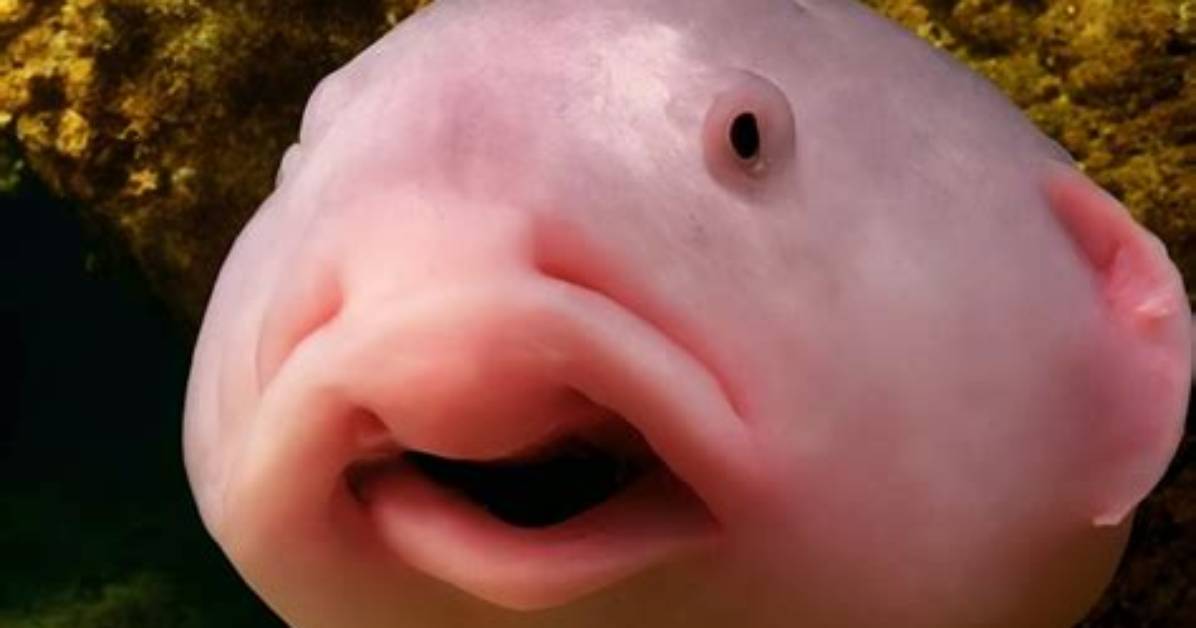 What's a Blubber Fish?