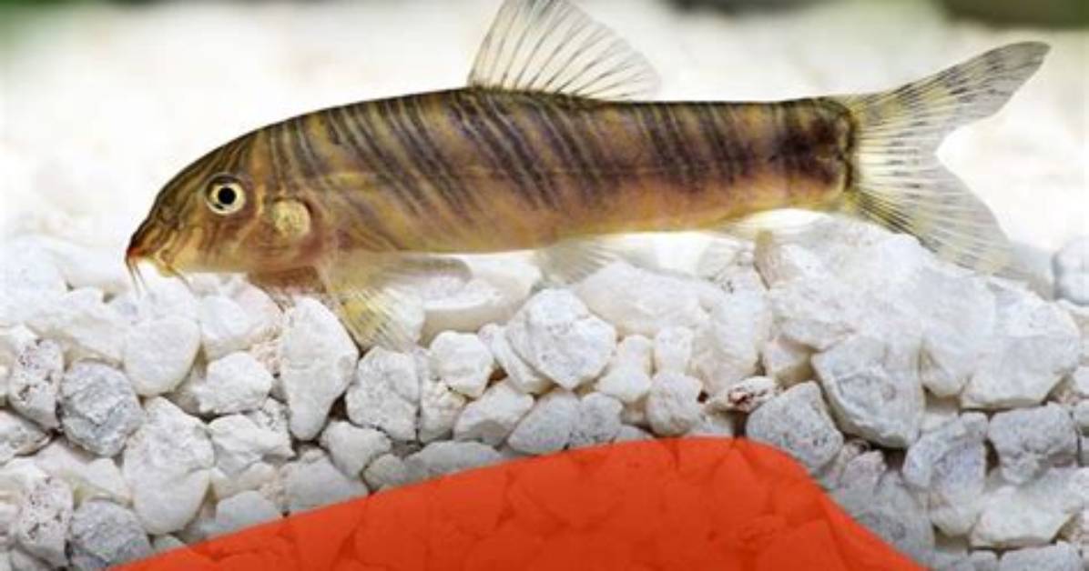 What's a Bottom Feeder?