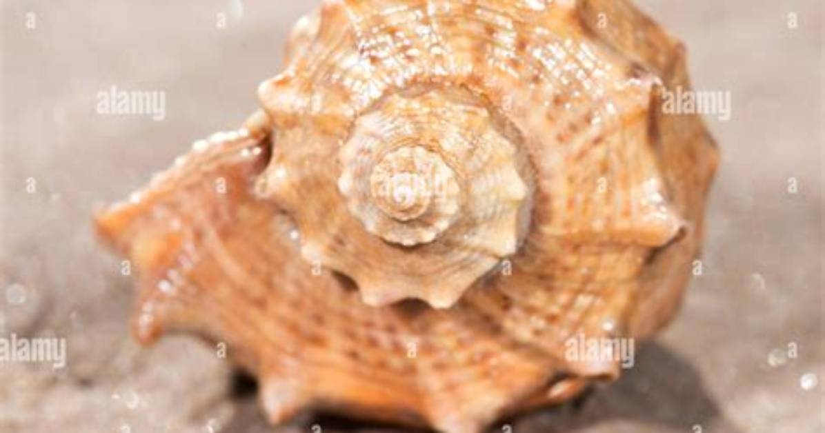 What's a Calcareous Shell?