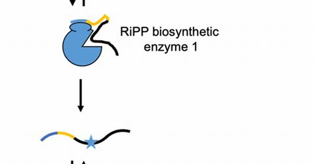 What's a Chimeric Enzyme?