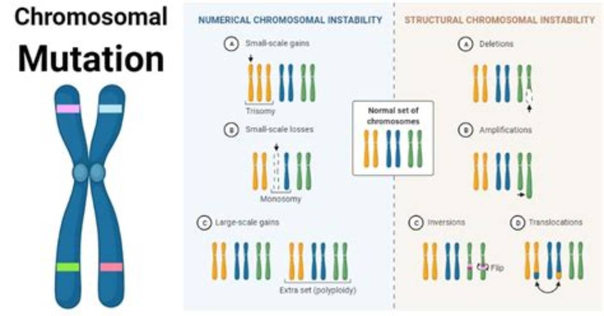 What's a Chromosomal Mutations?