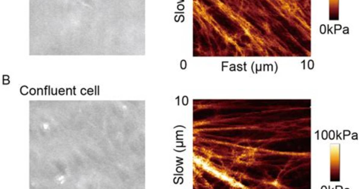 What's a Confluent Monolayer?